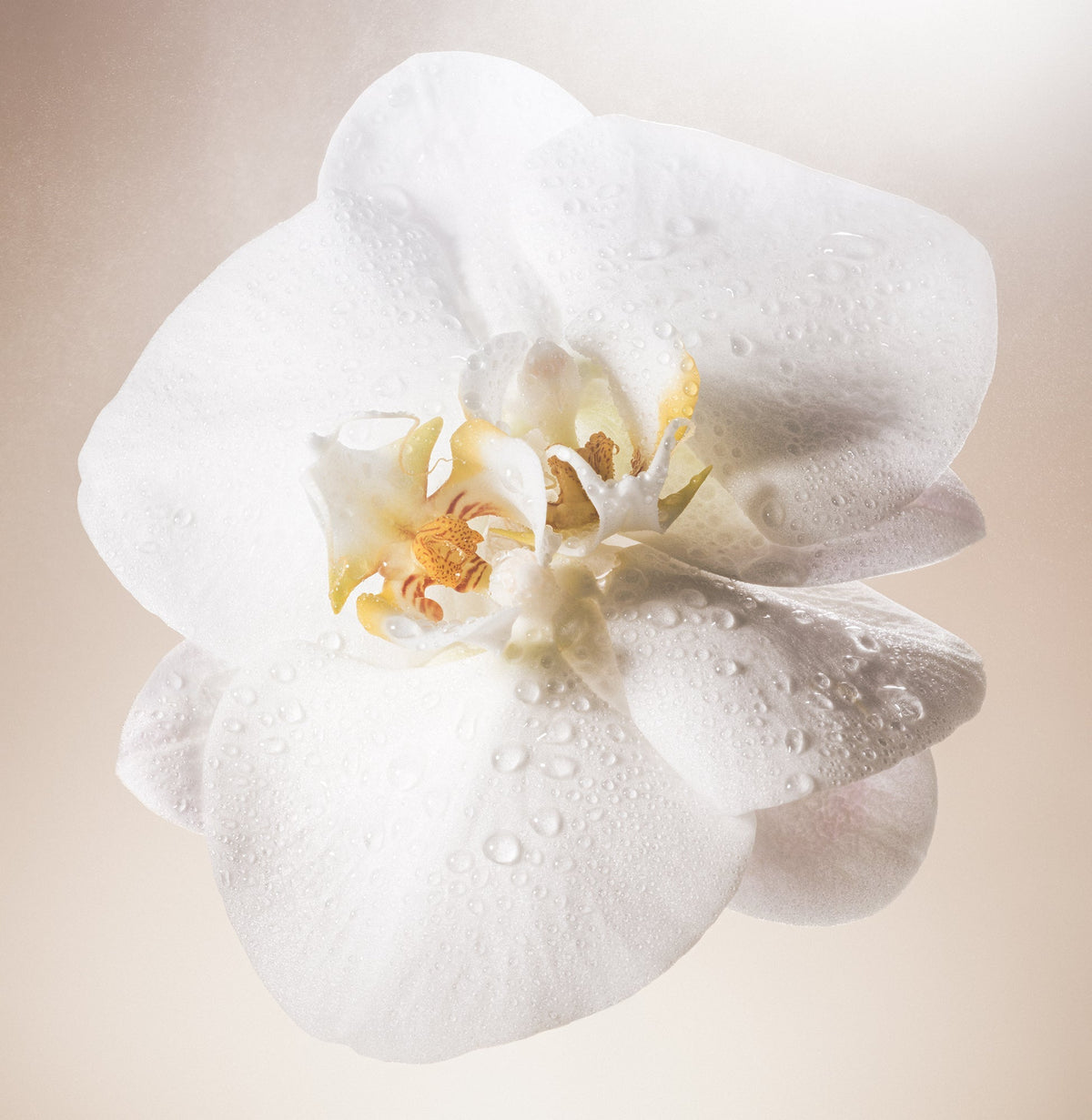 Salt Water Vanilla - Body Mist